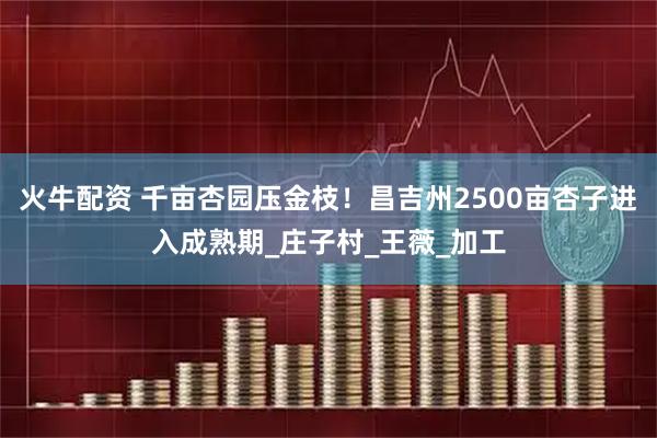火牛配资 千亩杏园压金枝！昌吉州2500亩杏子进入成熟期_庄子村_王薇_加工